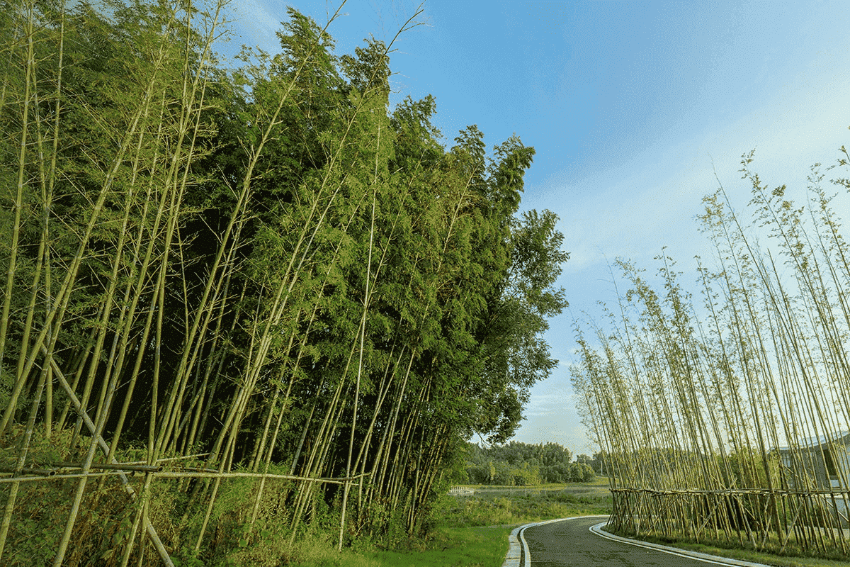 仙鹤湖墓园环境图